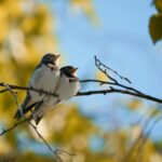 Two Wills or One? Estate Planning for Cross Border Lives